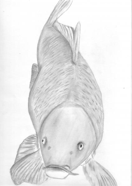 Animaux